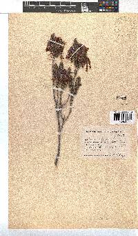 Erica plukenetii image