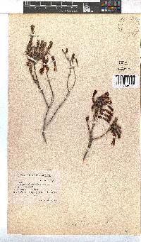 Erica plukenetii image