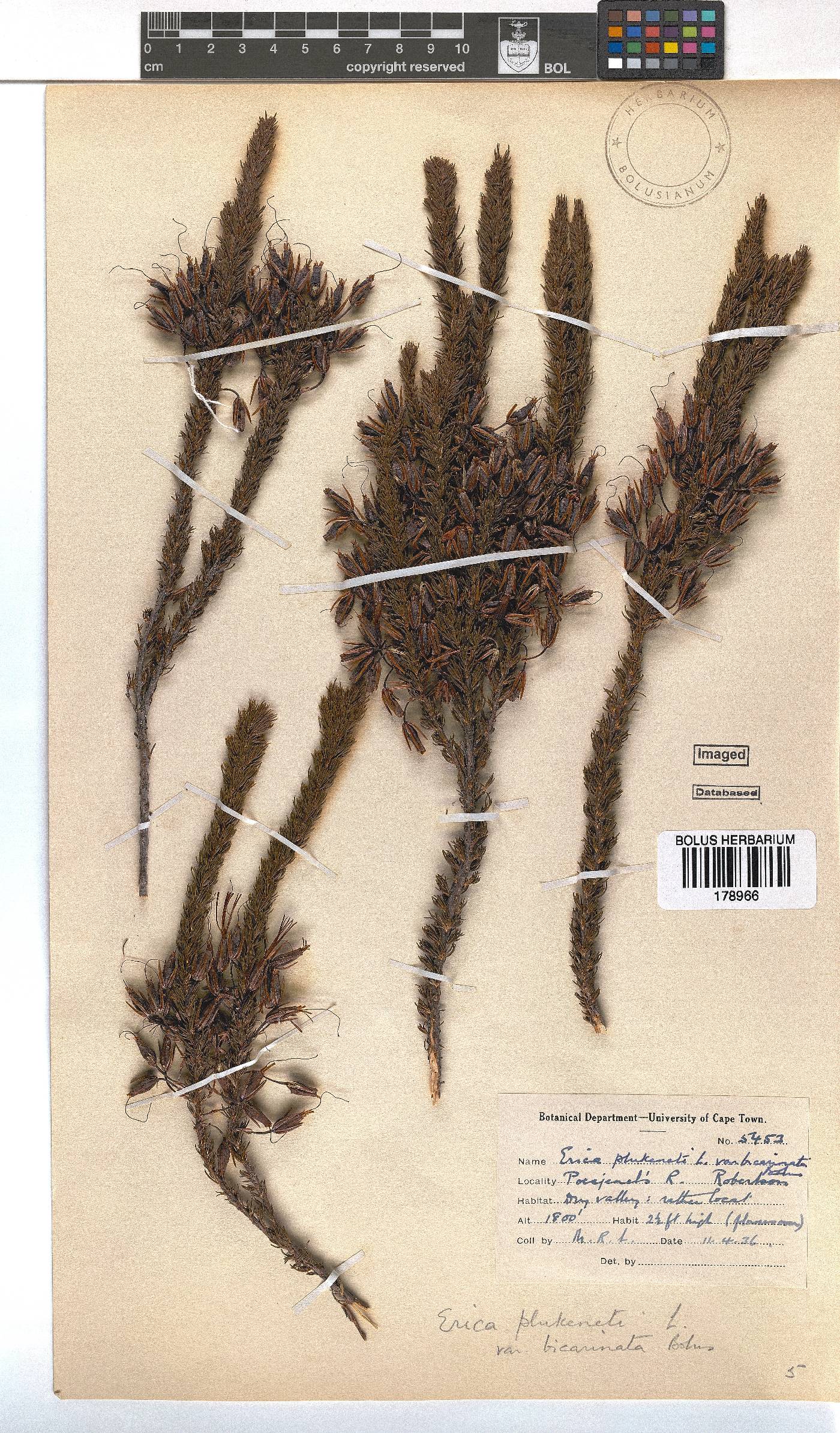 Erica plukenetii subsp. penicellata image