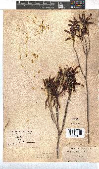 Erica plukenetii image