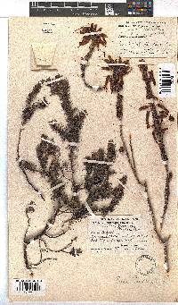 Erica plukenetii image