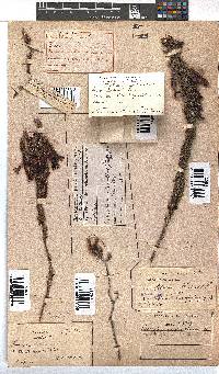 Erica plukenetii image