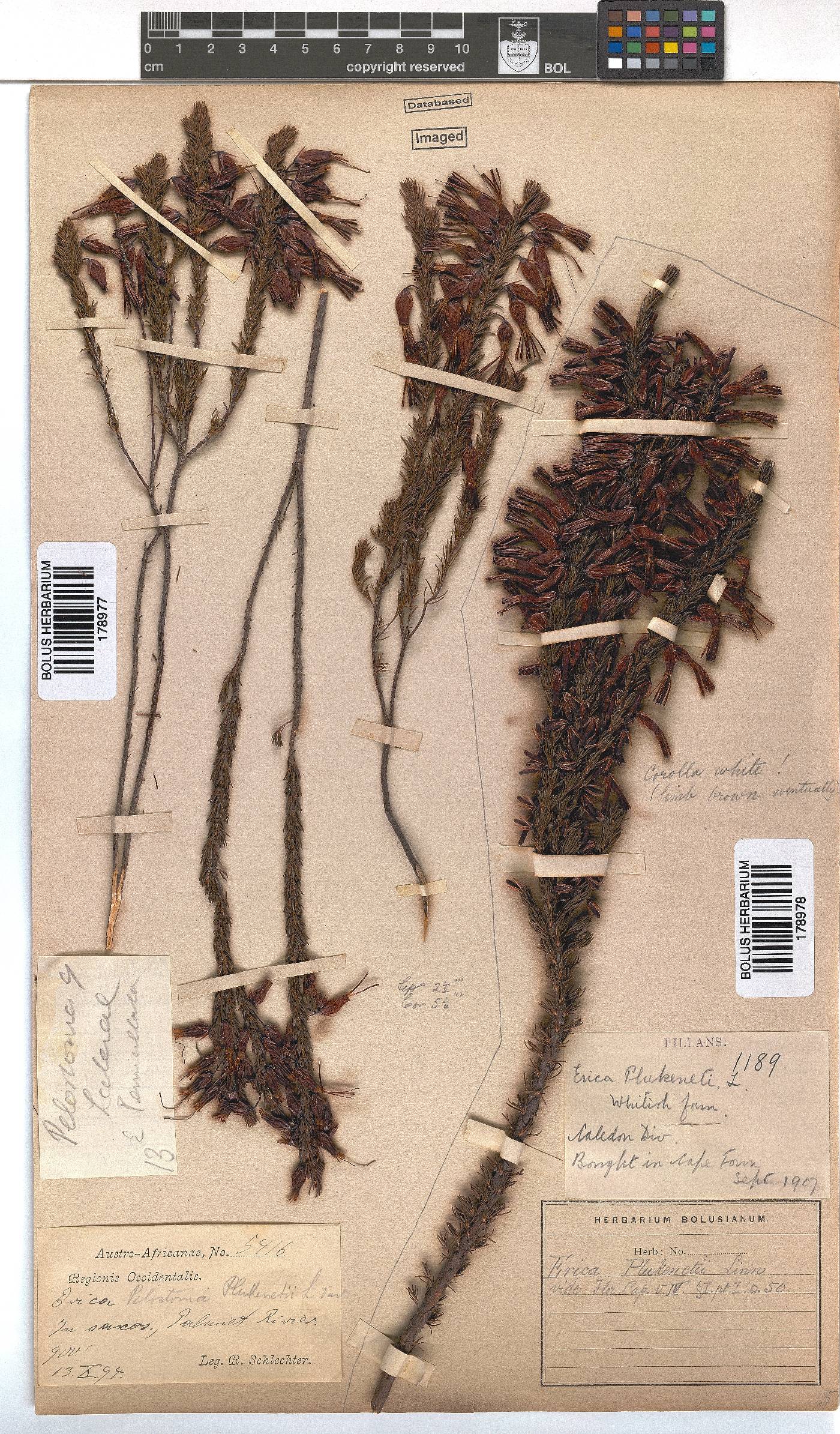 Erica plukenetii image