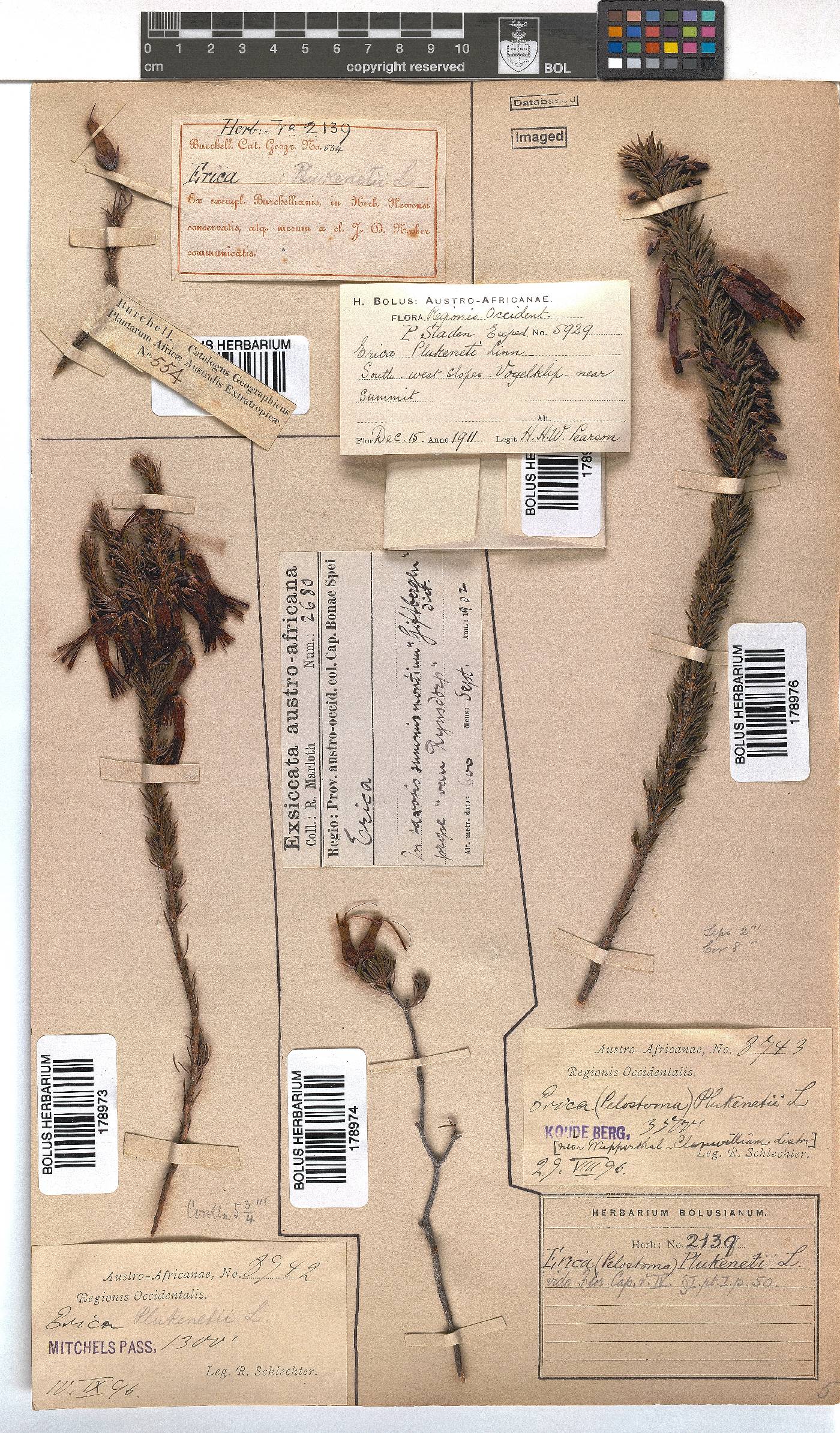 Erica plukenetii image