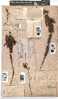 Erica plukenetii image