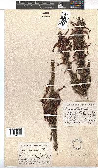 Erica plukenetii image