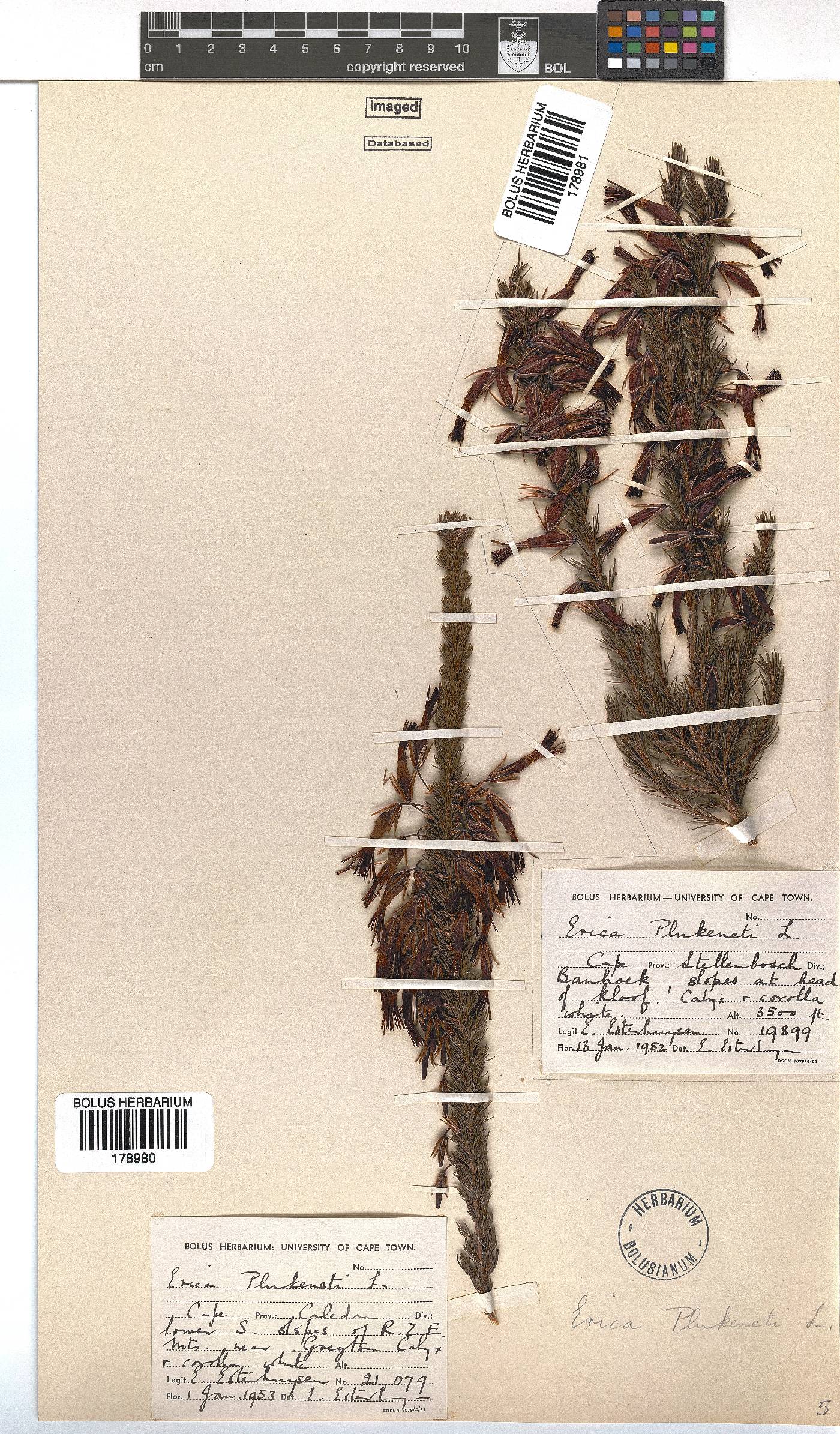 Erica plukenetii image