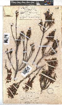 Erica plukenetii image