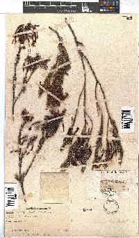 Erica plukenetii image