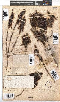 Erica plukenetii image