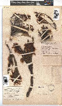 Erica plukenetii image