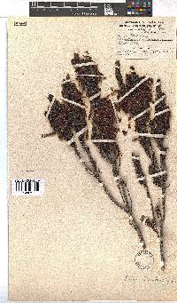 Erica plukenetii image