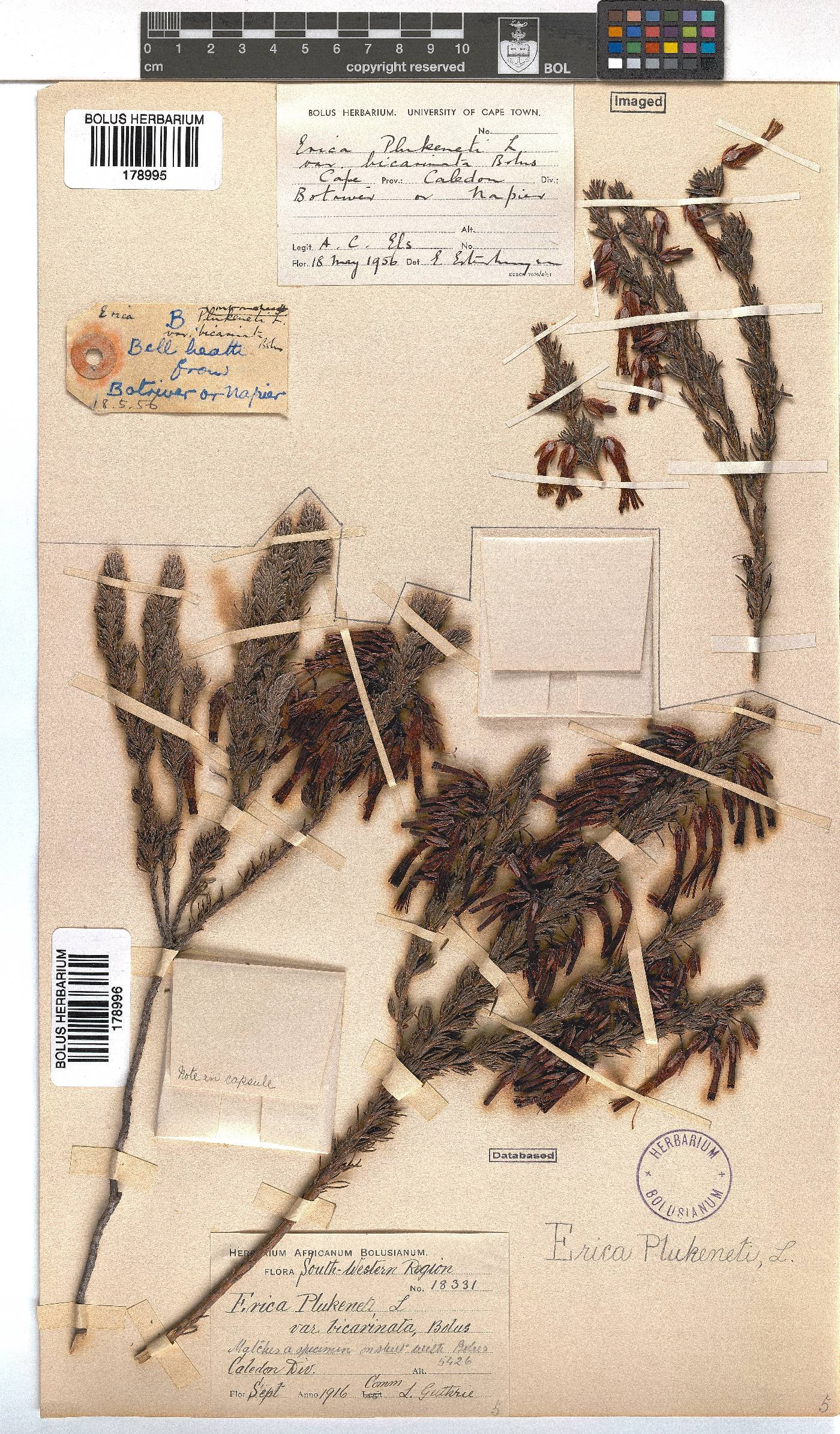 Erica plukenetii subsp. penicellata image