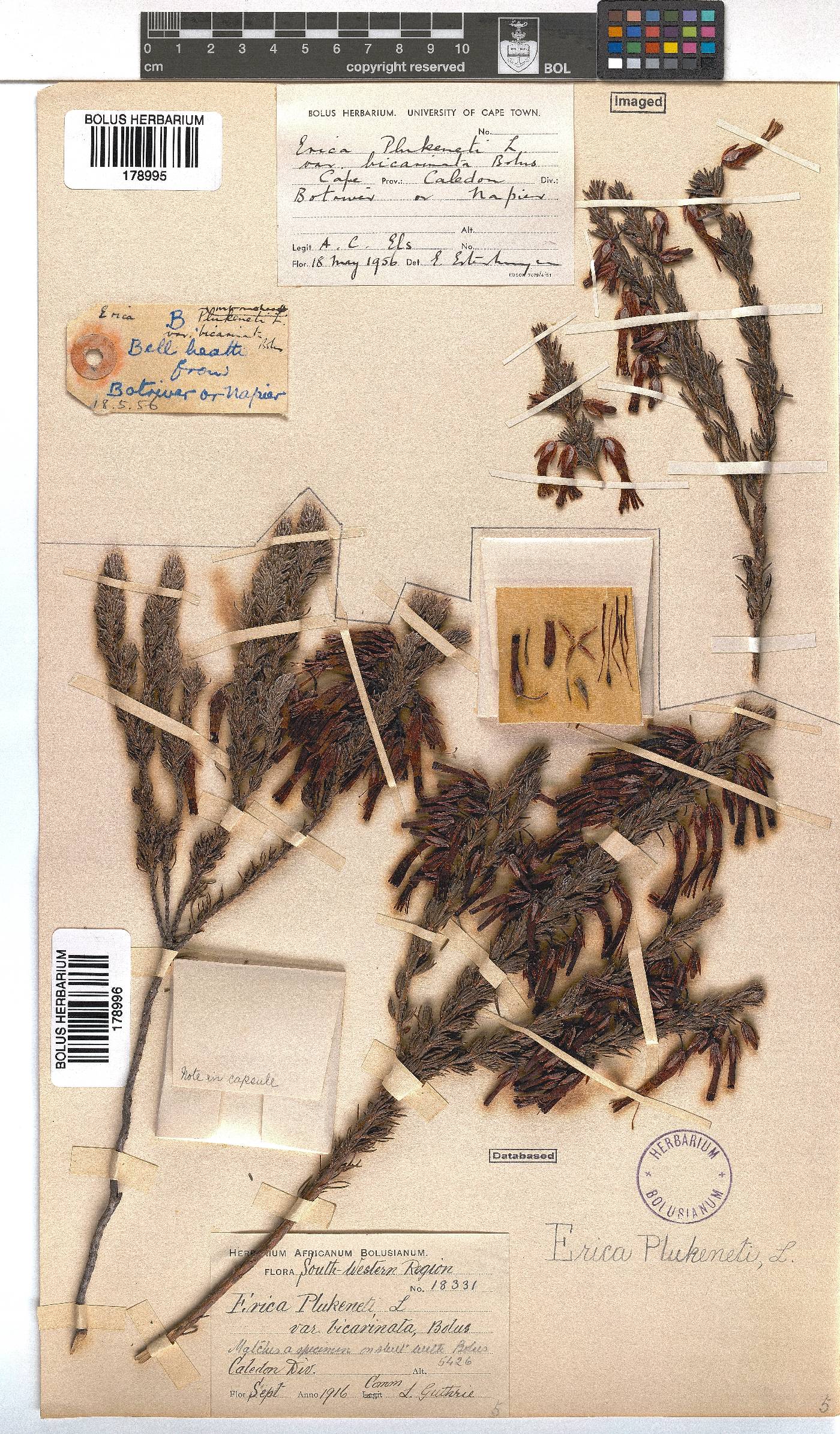 Erica plukenetii subsp. penicellata image