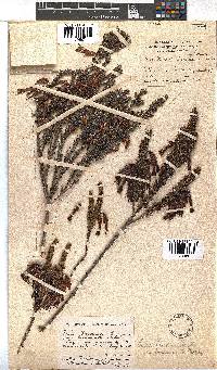 Erica plukenetii image