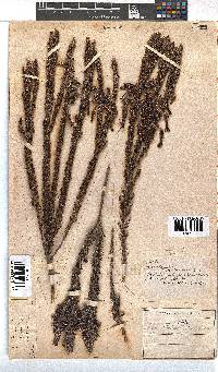 Erica plukenetii image