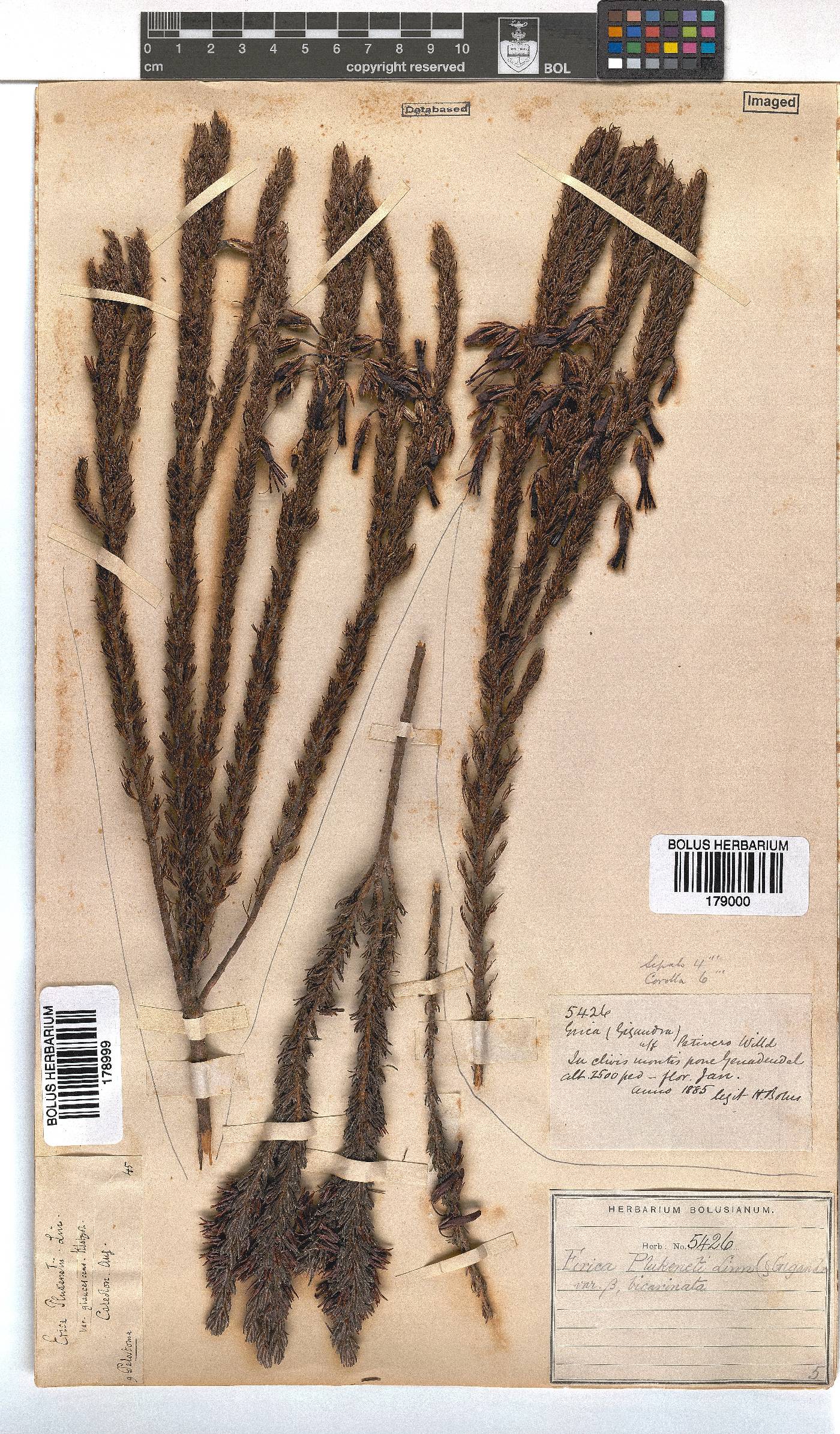 Erica plukenetii image