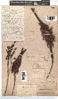 Erica plukenetii image