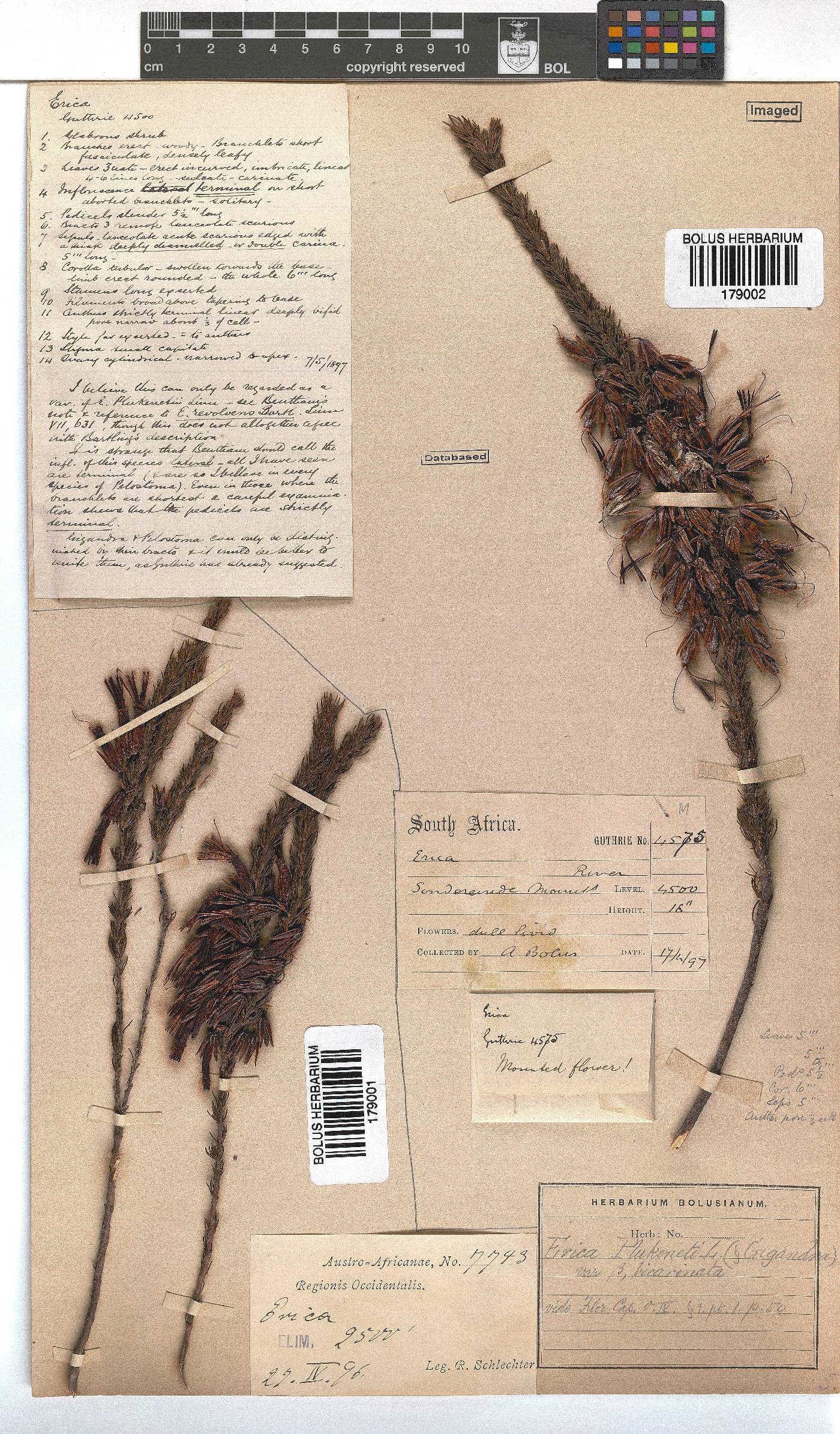 Erica plukenetii subsp. penicellata image