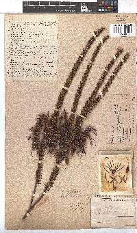 Erica plukenetii image