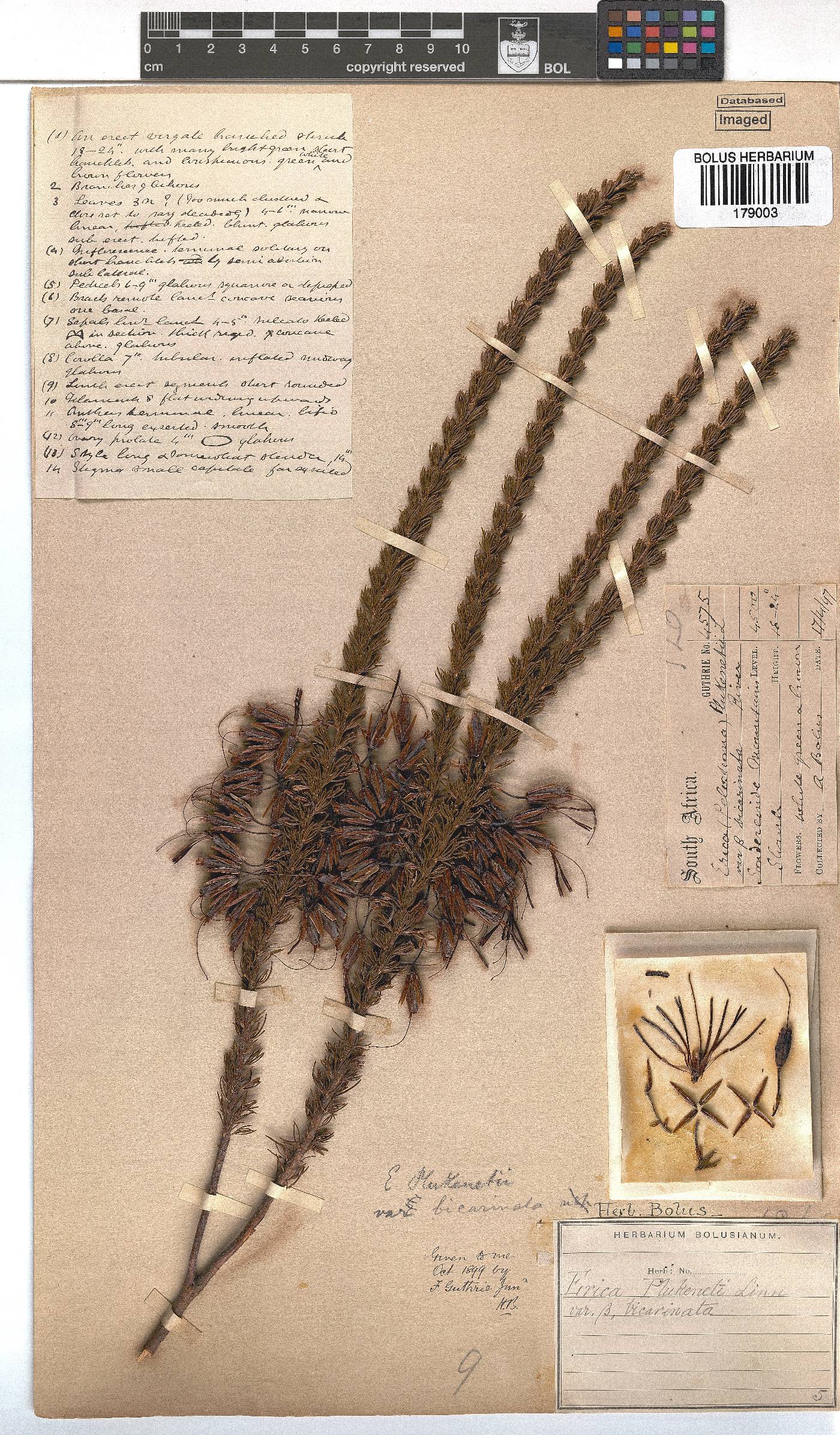 Erica plukenetii subsp. penicellata image