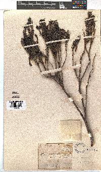 Erica plukenetii image