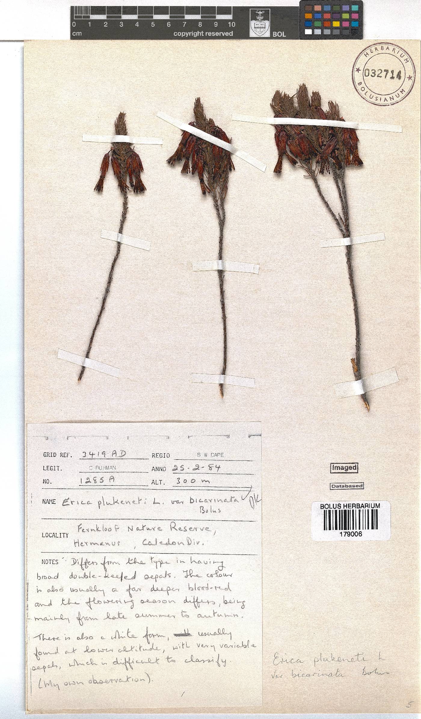 Erica plukenetii subsp. penicellata image