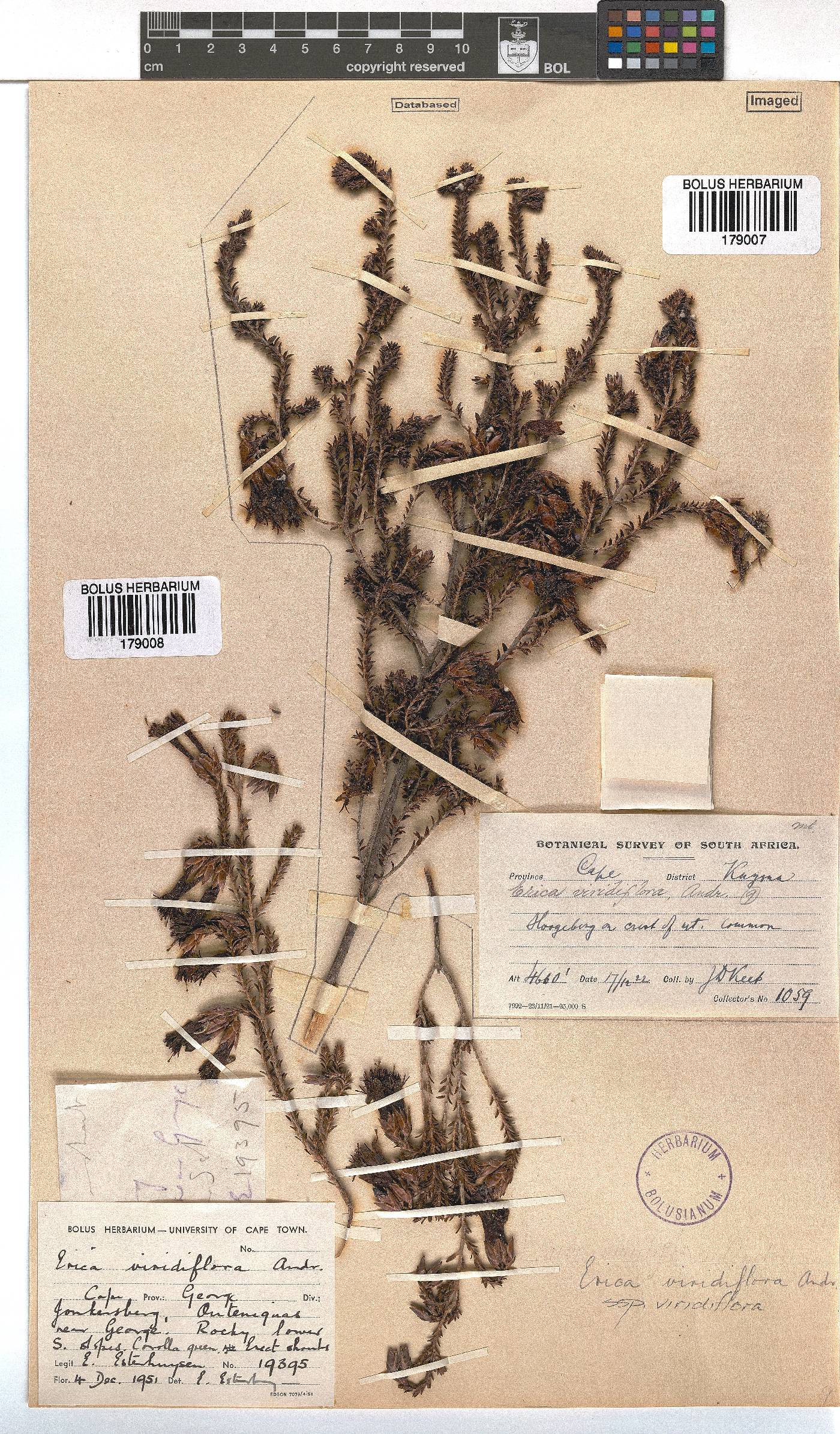 Erica viridiflora subsp. viridiflora image