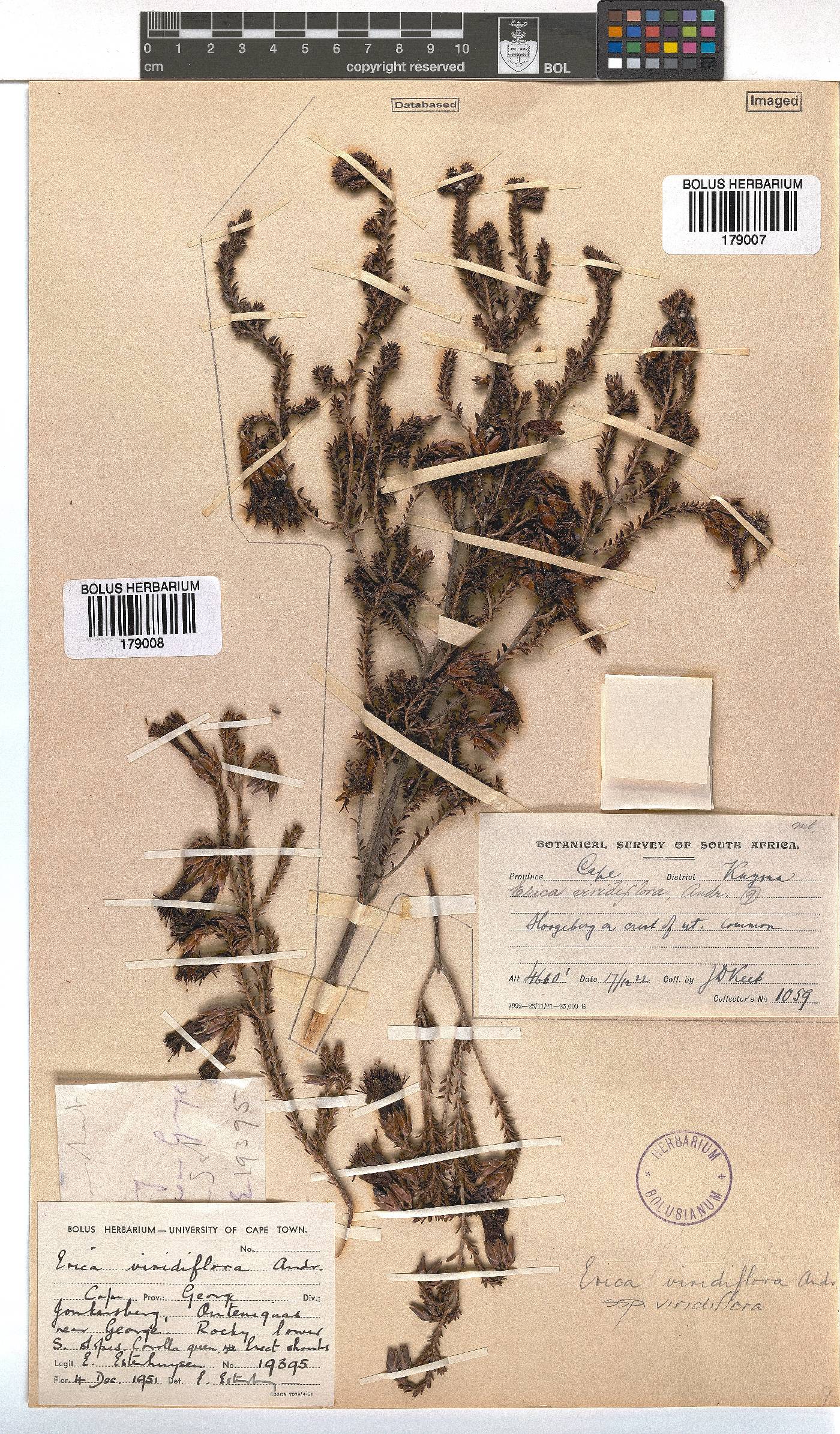 Erica viridiflora image