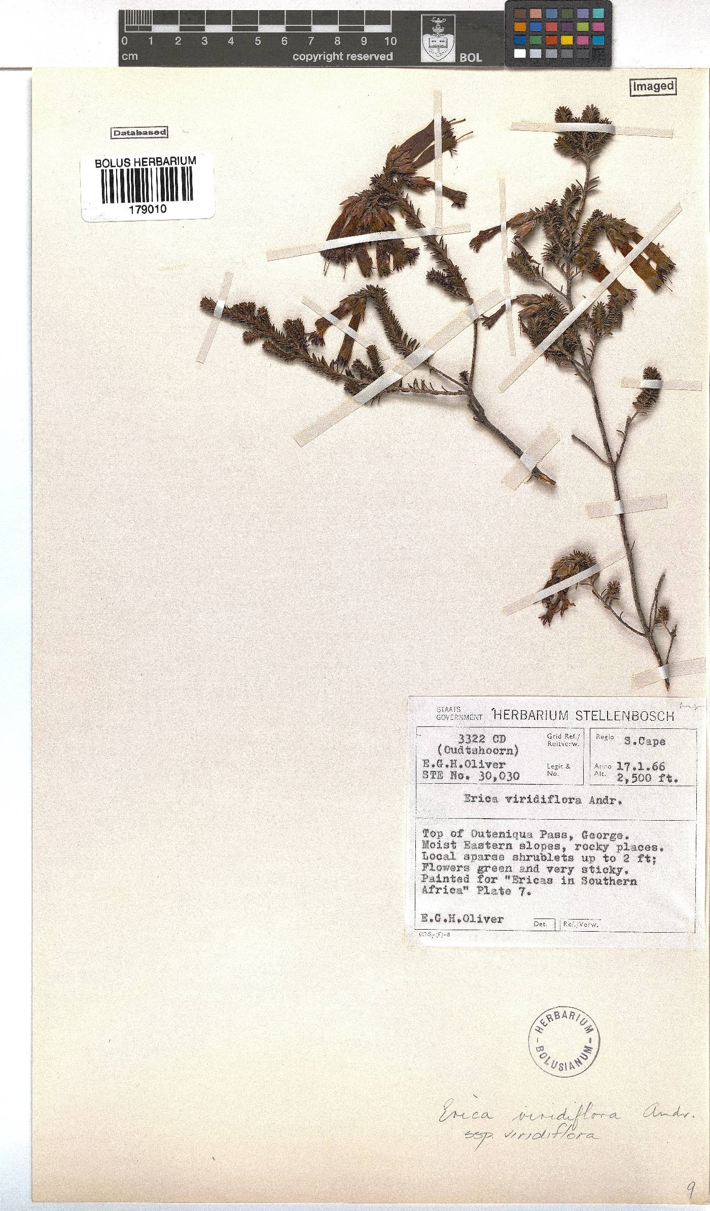 Erica viridiflora subsp. viridiflora image