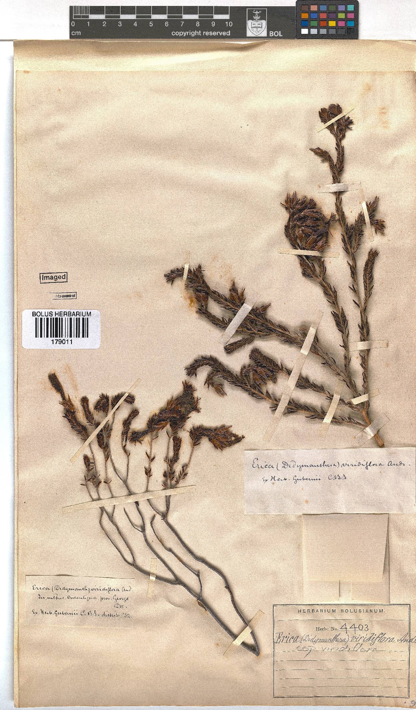 Erica viridiflora subsp. viridiflora image