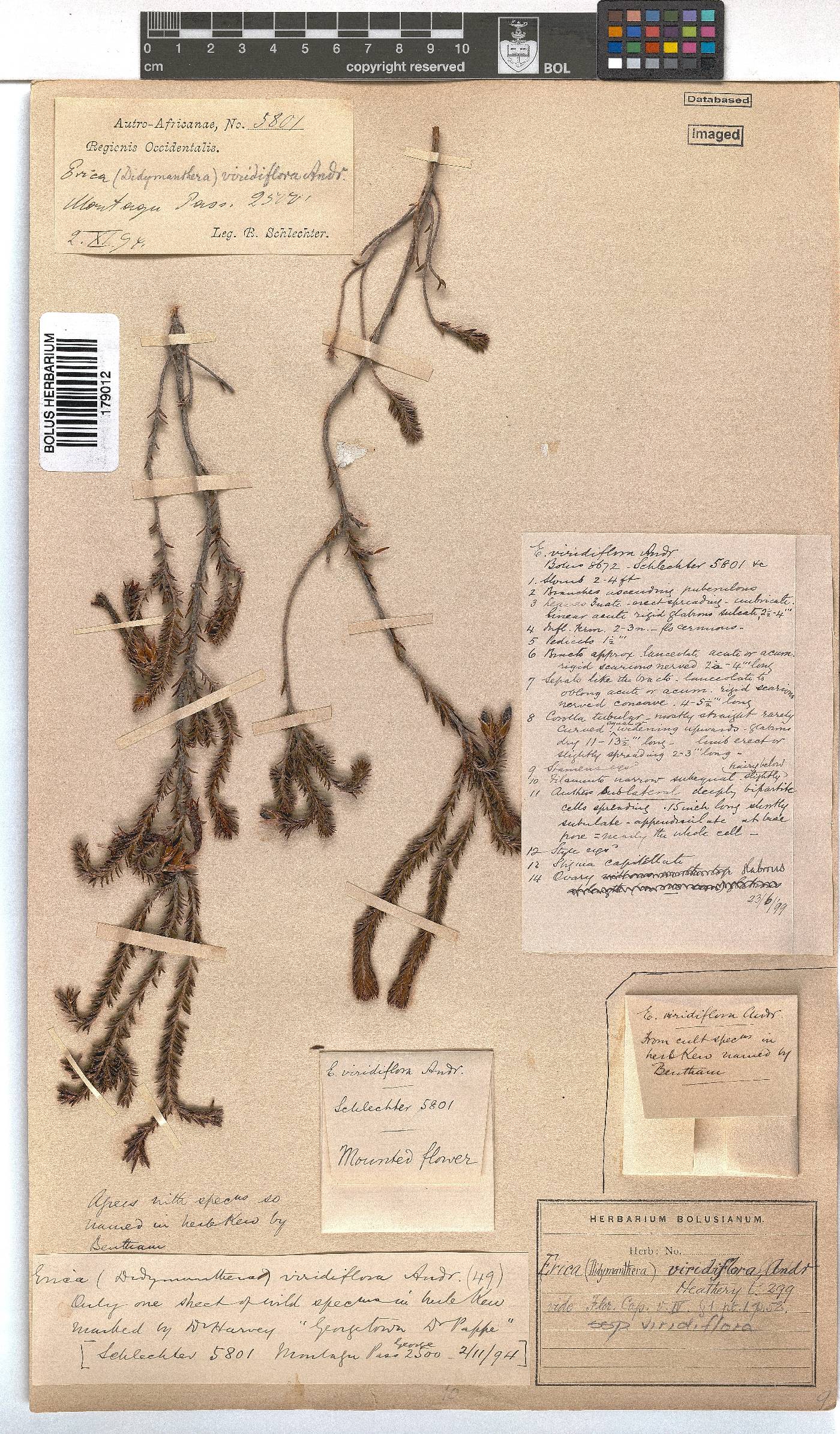 Erica viridiflora image
