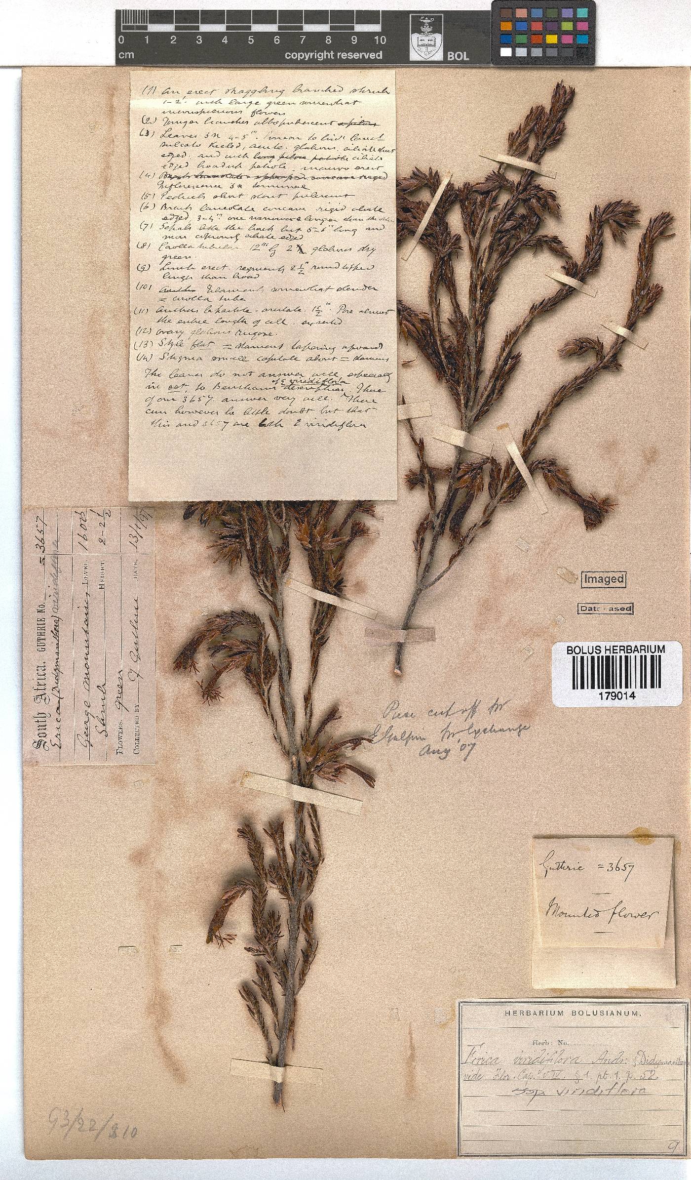 Erica viridiflora subsp. viridiflora image