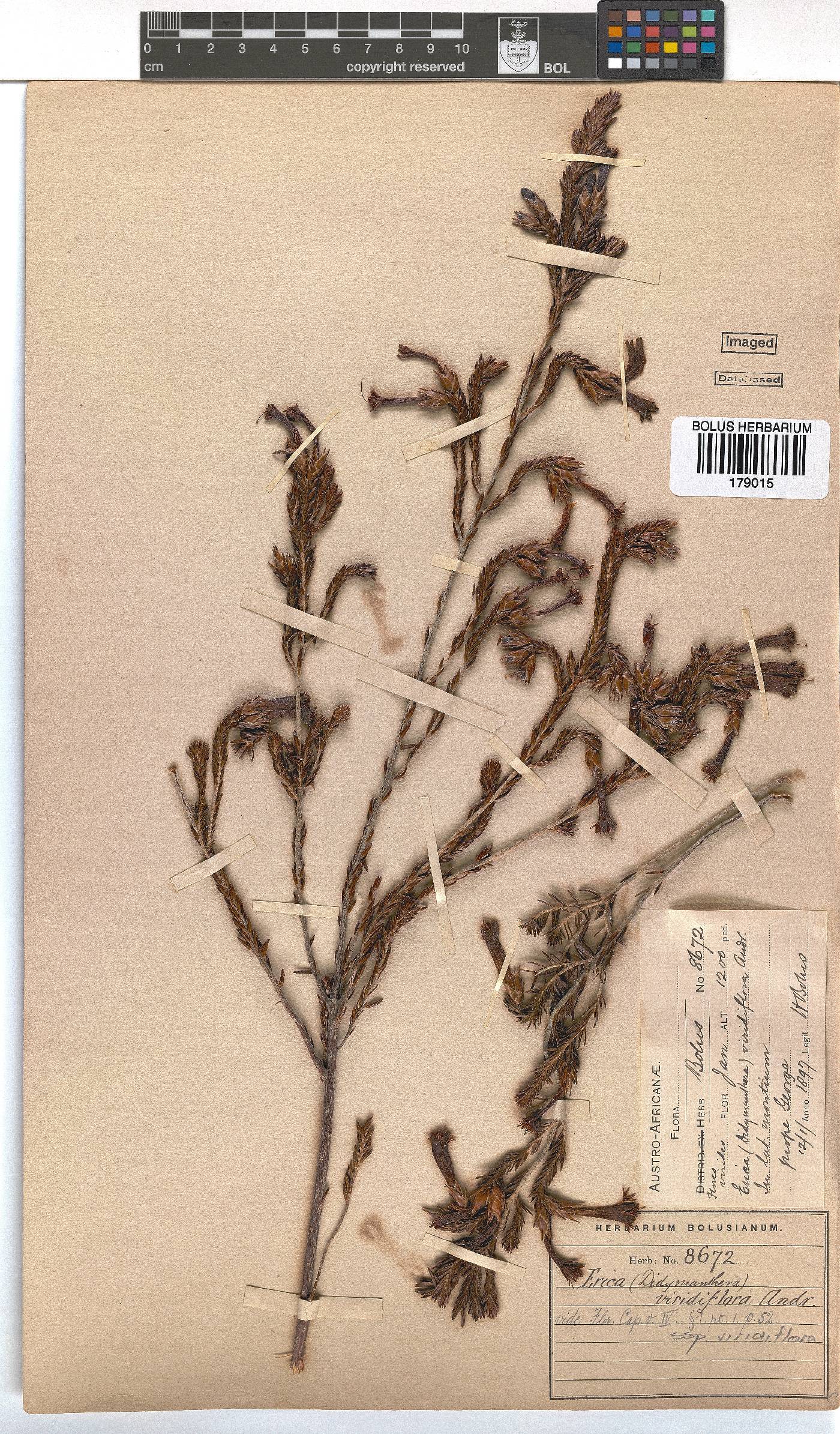 Erica viridiflora image