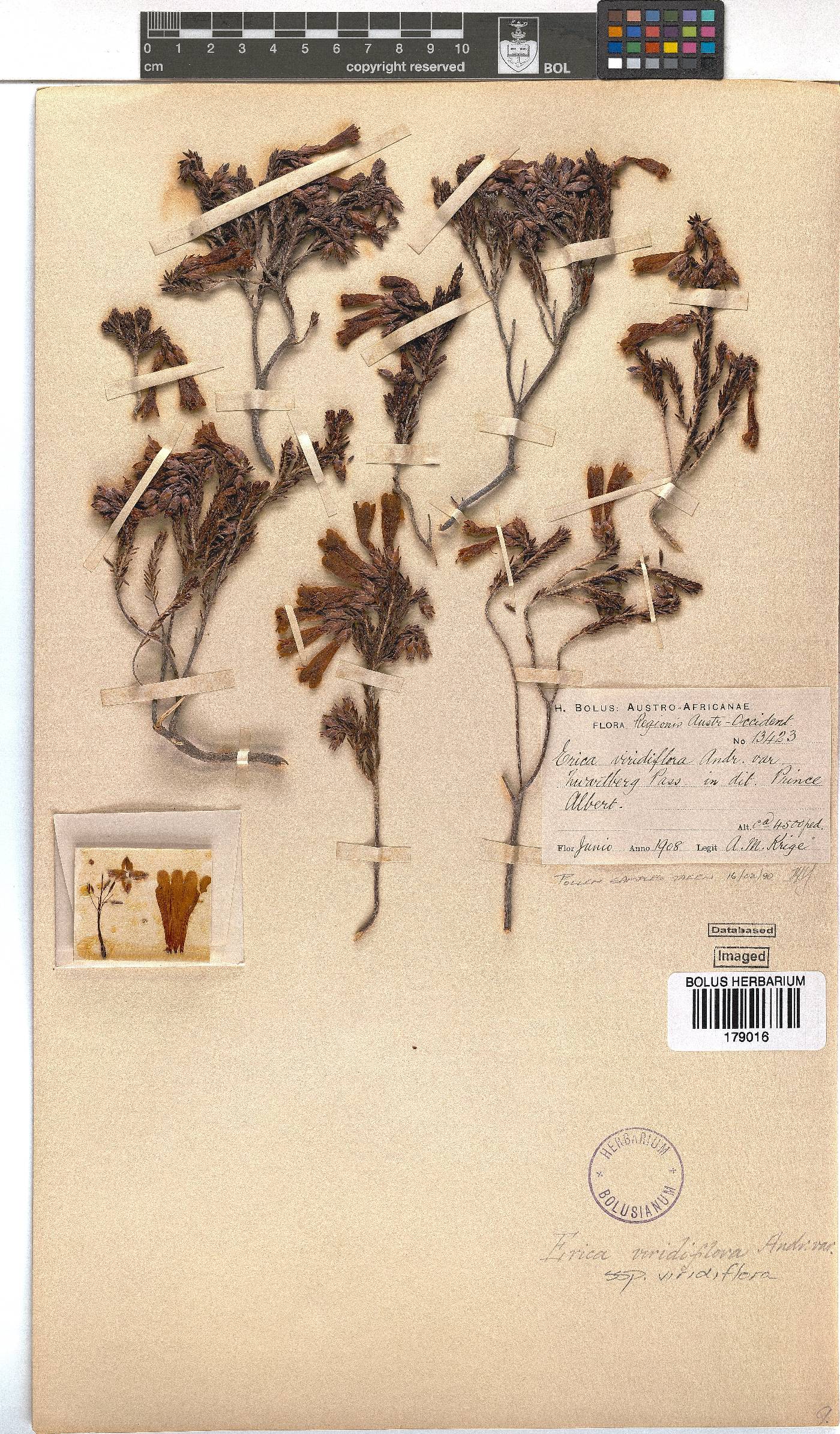 Erica viridiflora subsp. viridiflora image