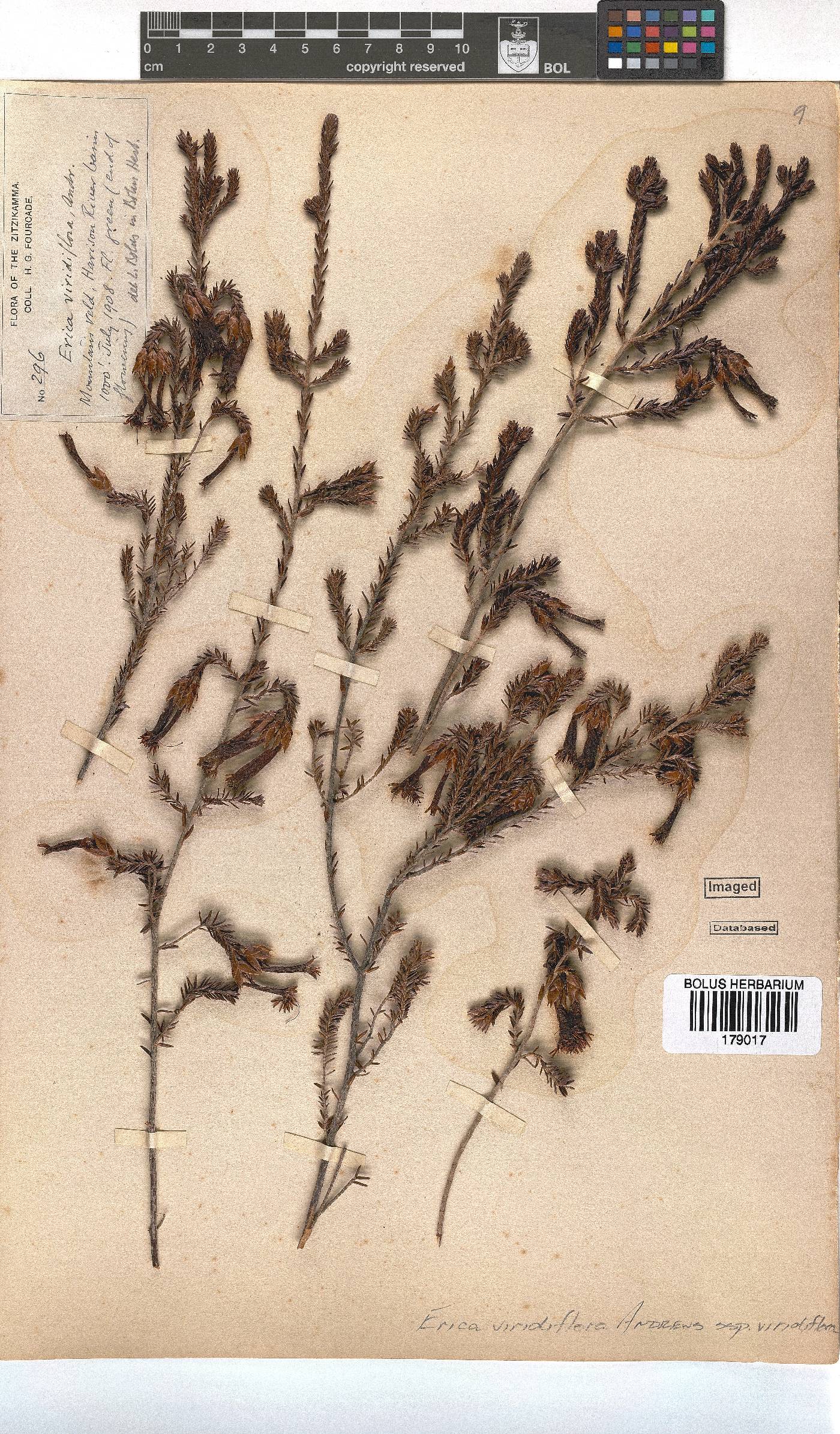 Erica viridiflora subsp. viridiflora image