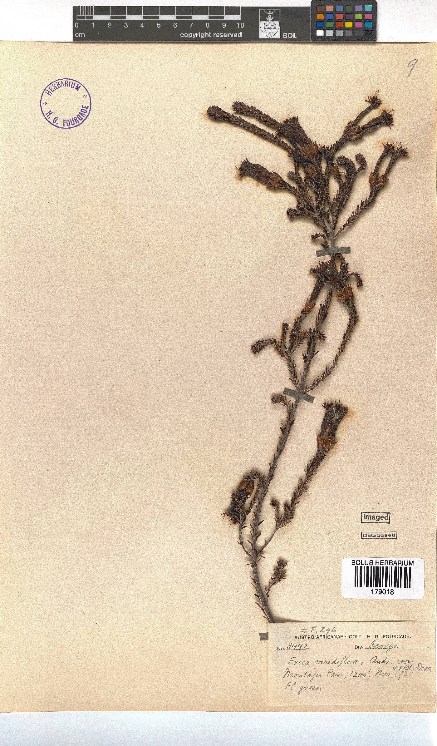 Erica viridiflora image