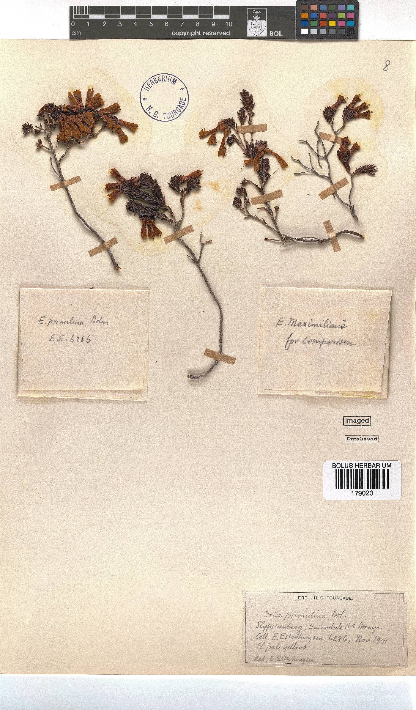 Erica viridiflora subsp. primulina image