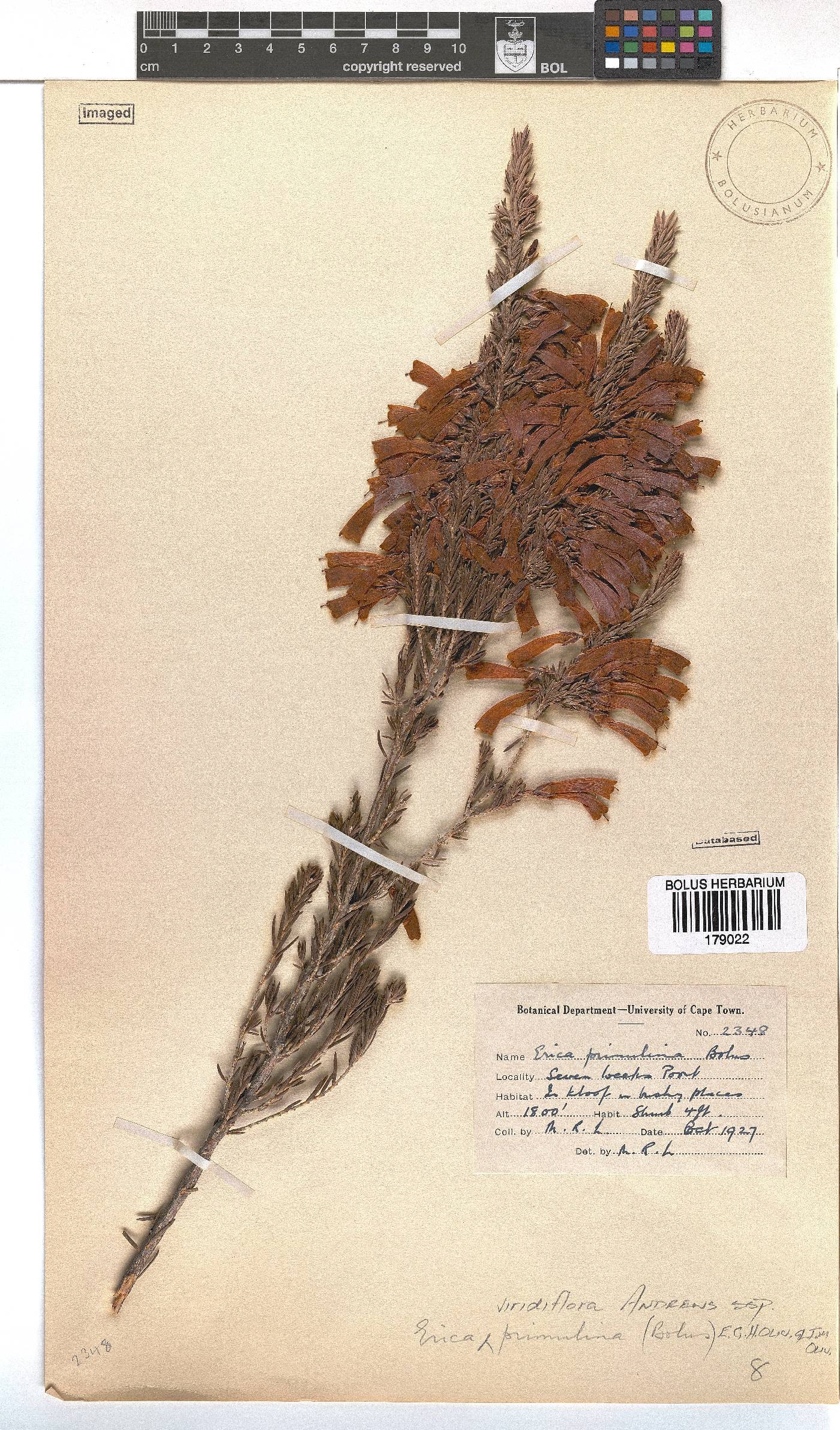 Erica viridiflora subsp. primulina image