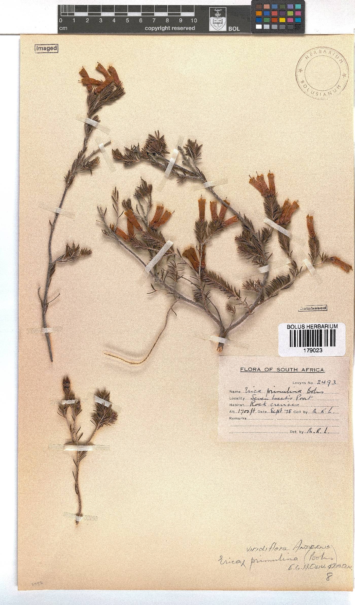 Erica viridiflora subsp. primulina image