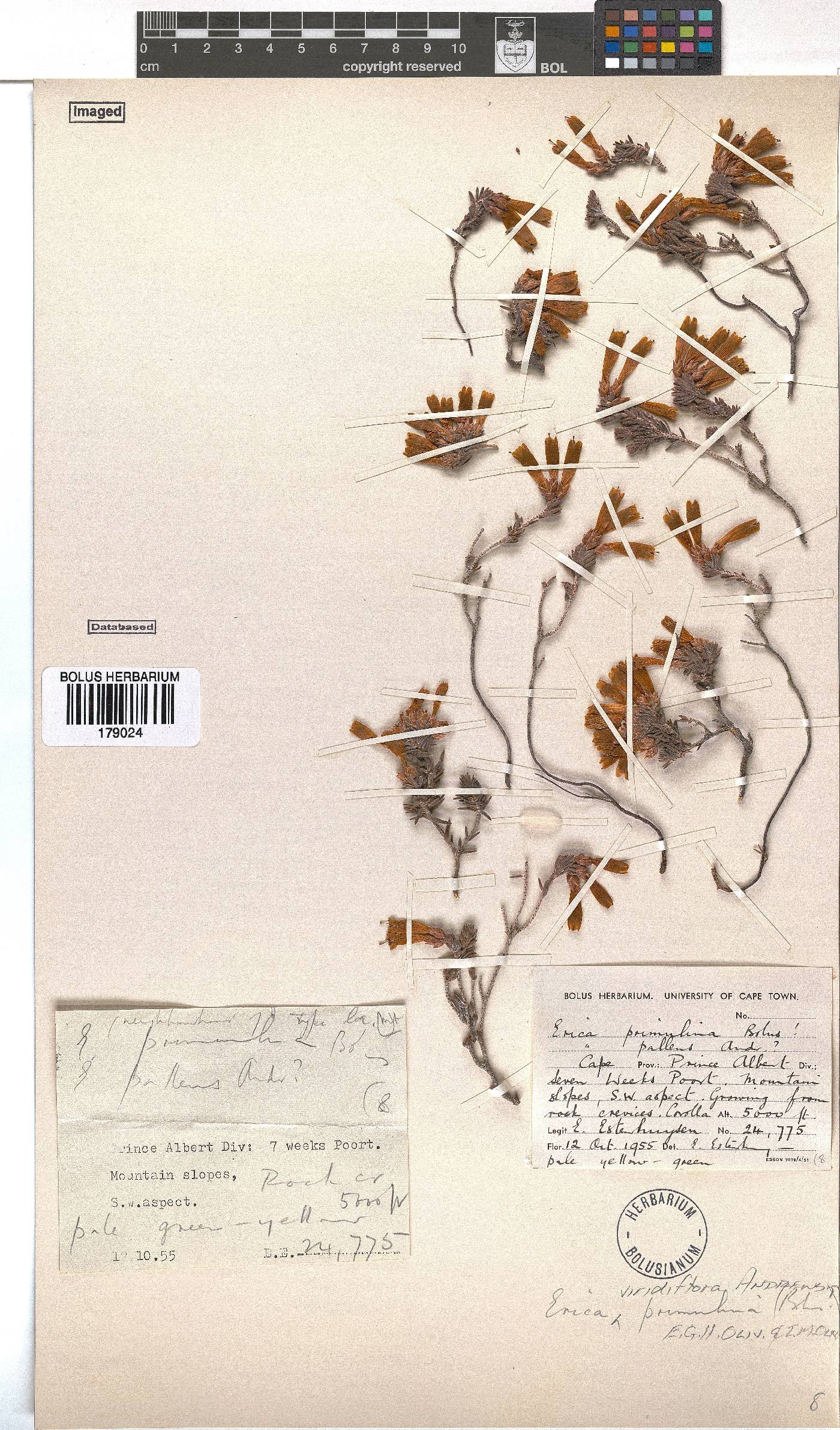 Erica viridiflora subsp. primulina image