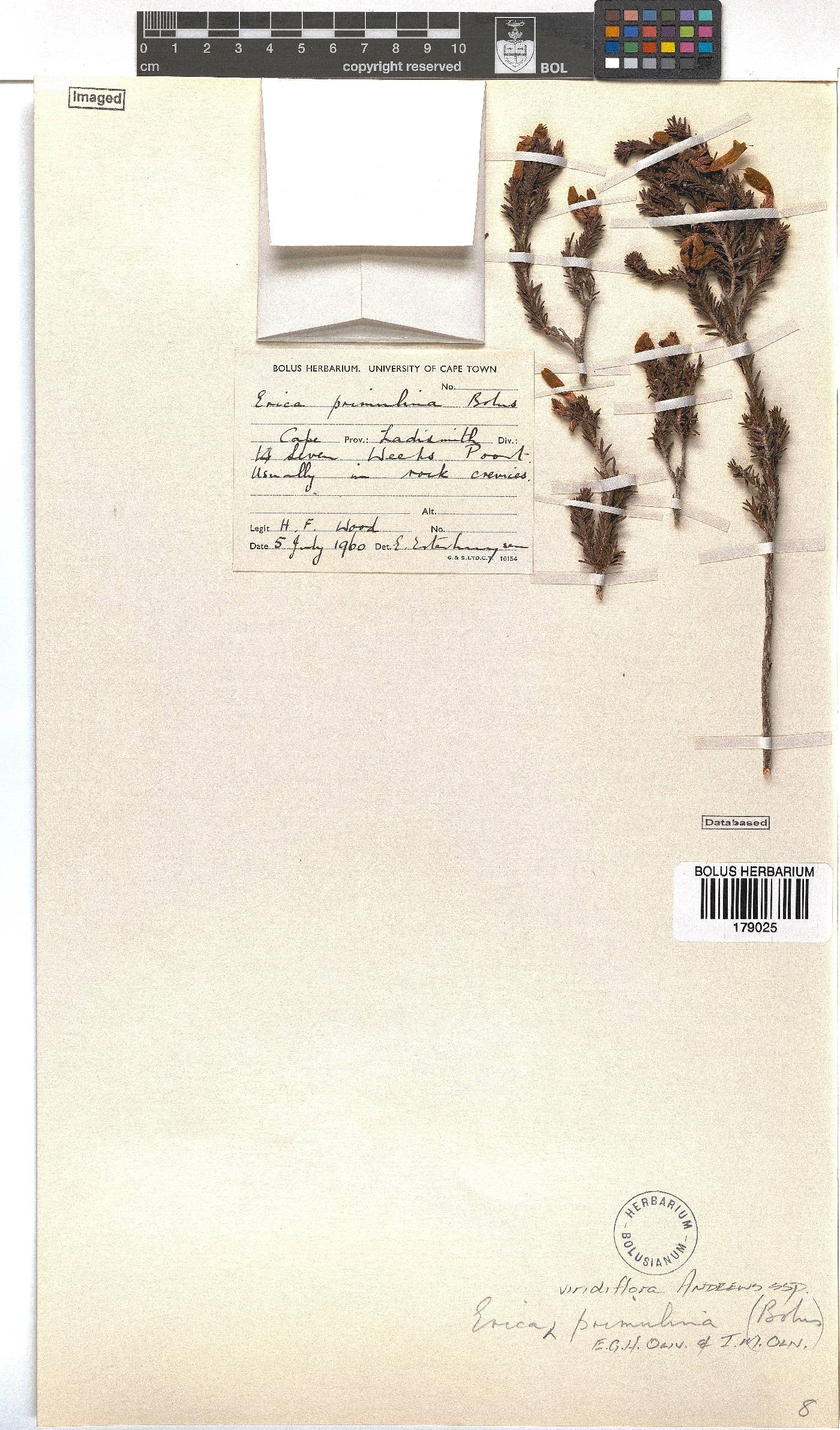 Erica viridiflora subsp. primulina image