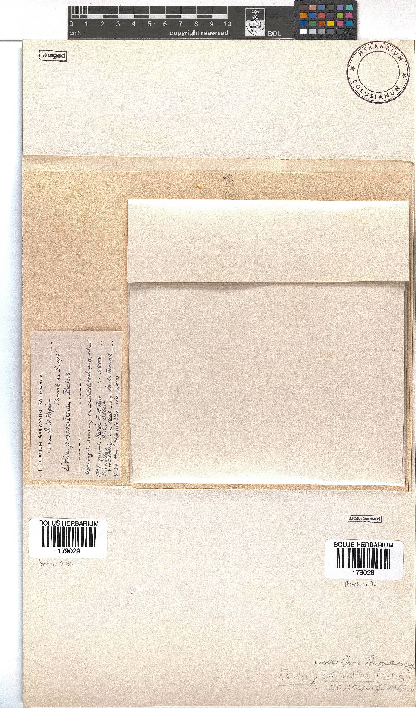 Erica viridiflora subsp. primulina image