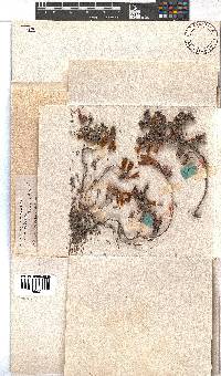 Erica viridiflora subsp. primulina image