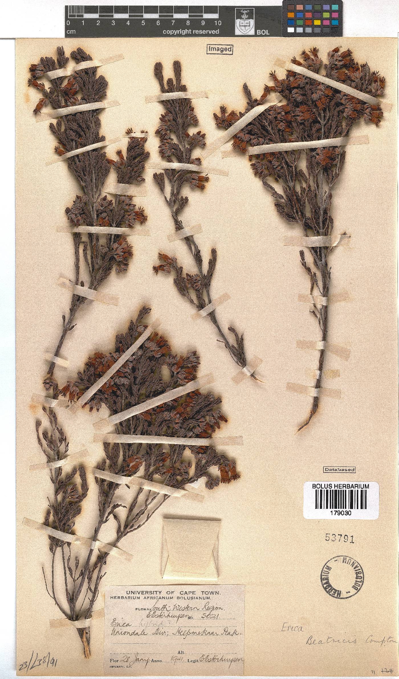 Erica beatricis image