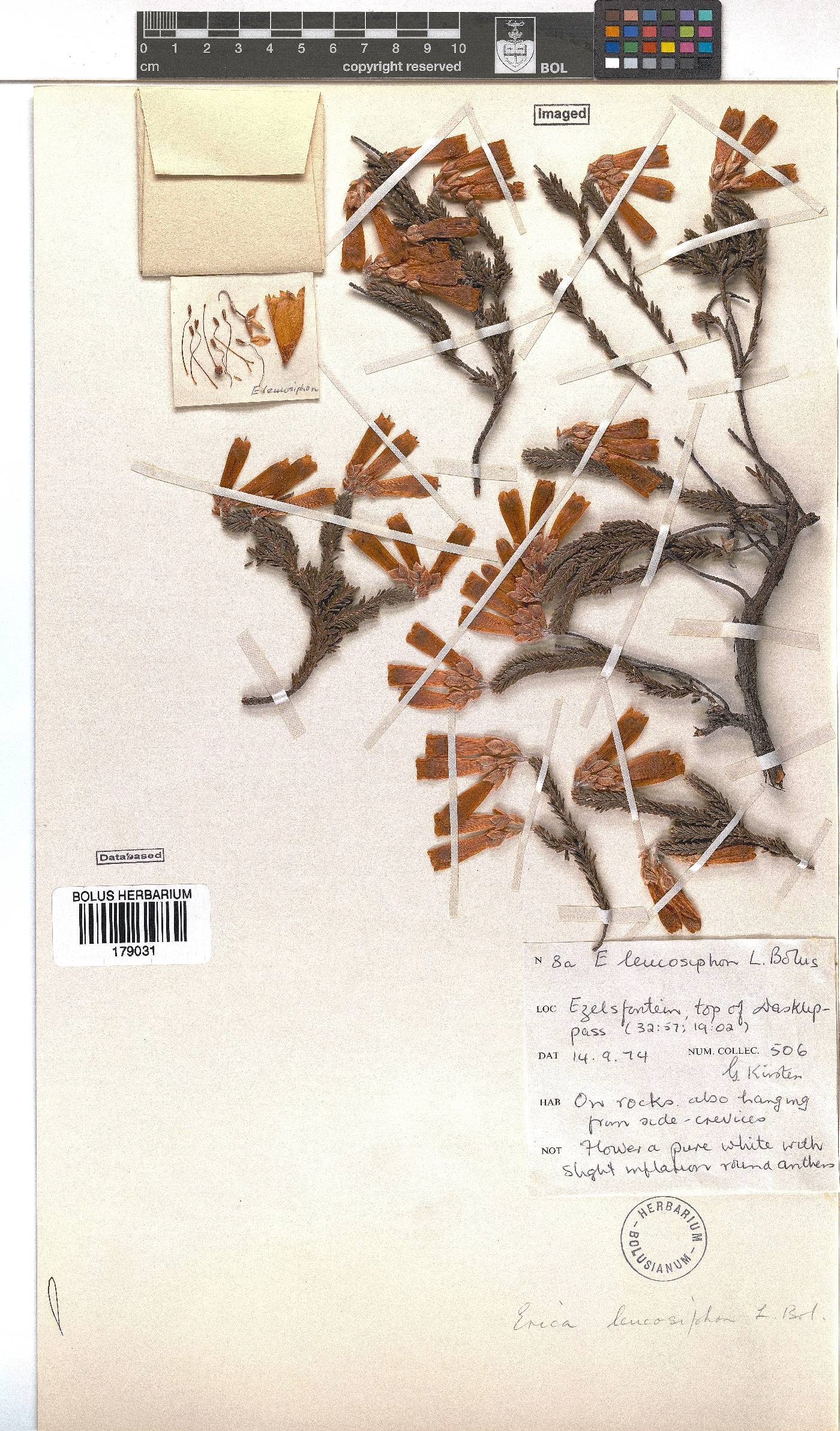 Erica leucosiphon image