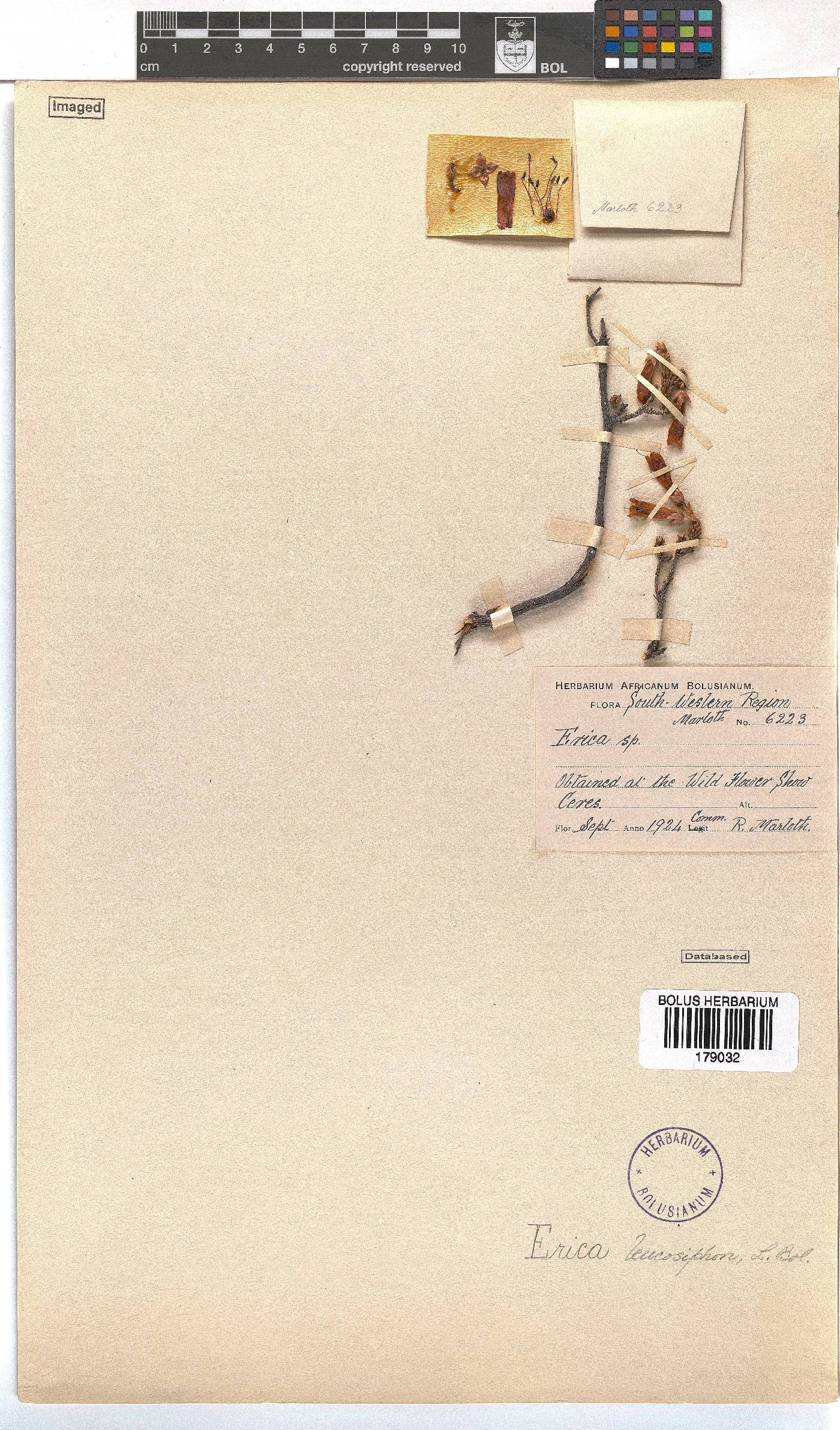 Erica leucosiphon image