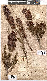 Erica mammosa image