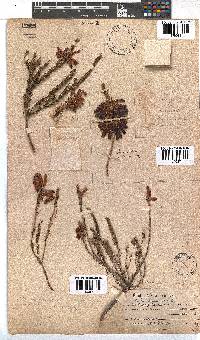 Erica mammosa image