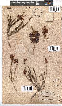 Erica mammosa image